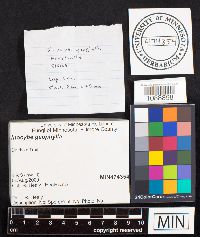 Inocybe geophylla image