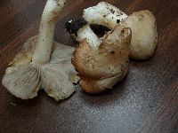 Inocybe rimosa image