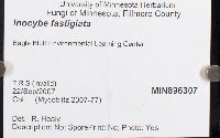 Inocybe rimosa image