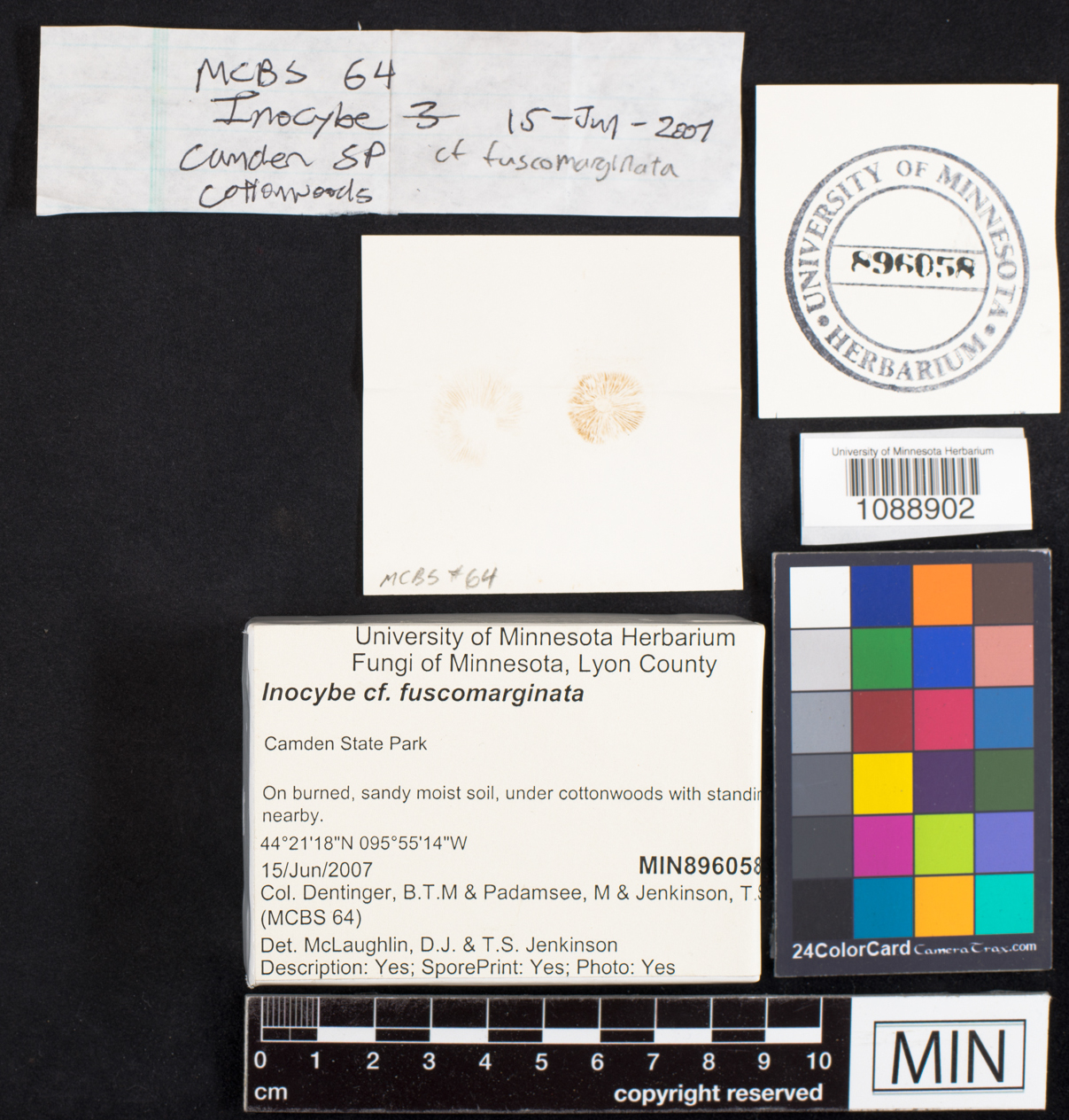 Inocybe fuscomarginata image