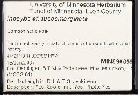 Inocybe fuscomarginata image