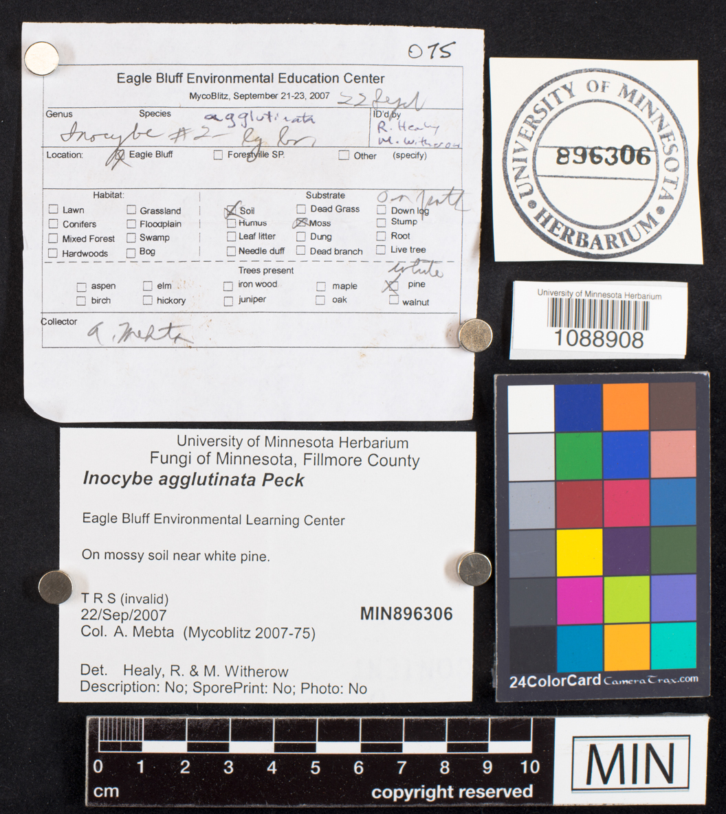 Inocybe agglutinata image