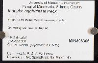 Inocybe agglutinata image