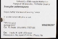 Inocybe asterospora image