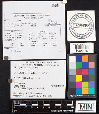 Inocybe asterospora image