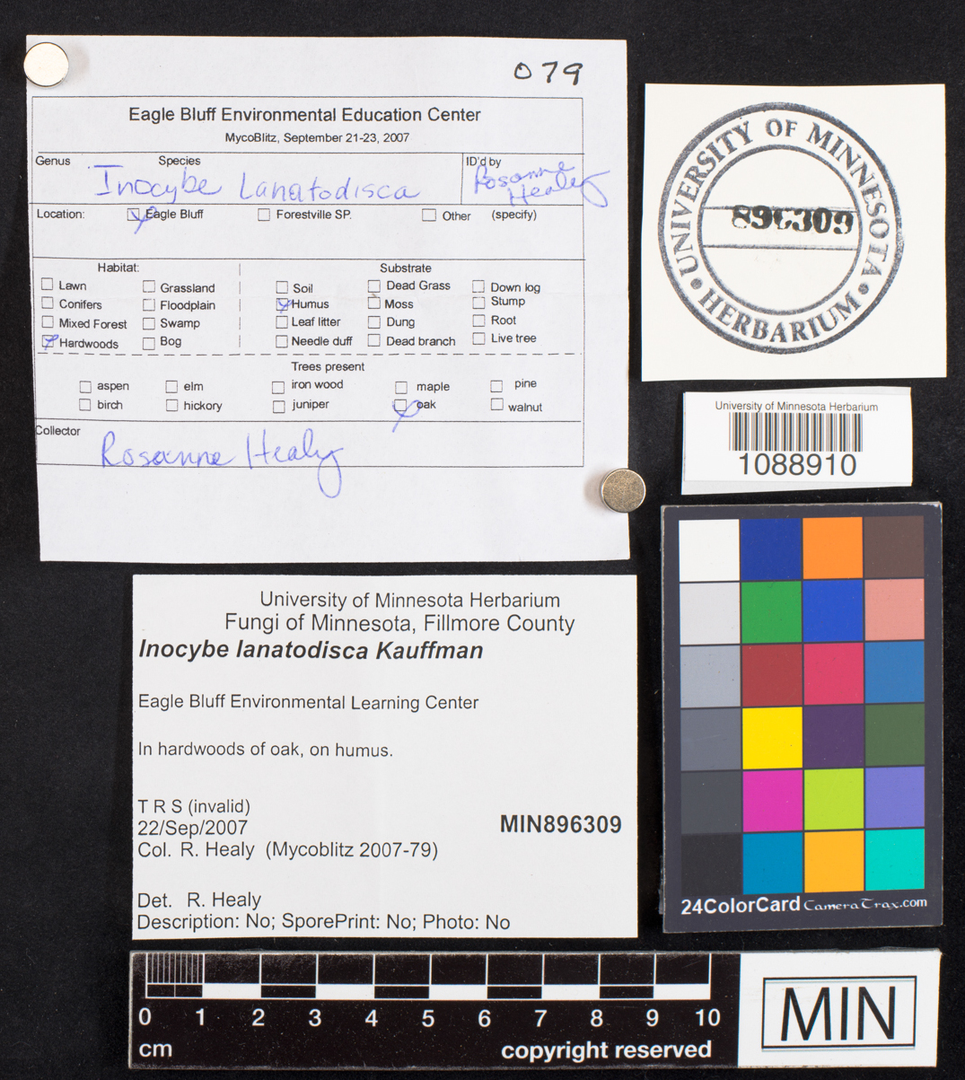 Inocybe lanatodisca image