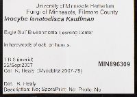 Inocybe lanatodisca image