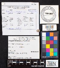 Media resource of Inocybe lanatodisca