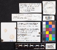 Media resource of Inocybe nodulospora