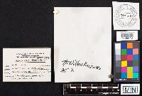 Media resource of Inocybe lacera