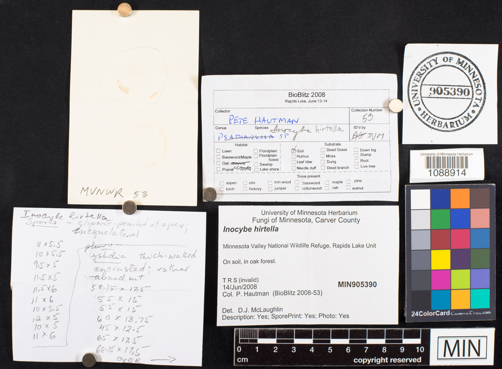 Inocybe hirtella image