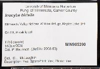 Inocybe hirtella image