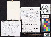 Media resource of Inocybe hirtella