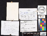 Inocybe hirtella image