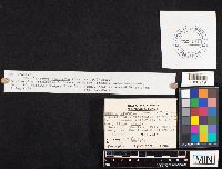 Inocybe geophylla image