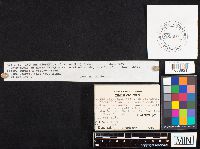 Inocybe geophylla image