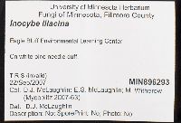 Inocybe lilacina image