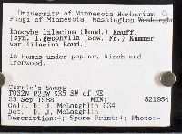 Inocybe lilacina image