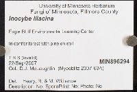 Inocybe lilacina image
