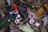 Inocybe lilacina image