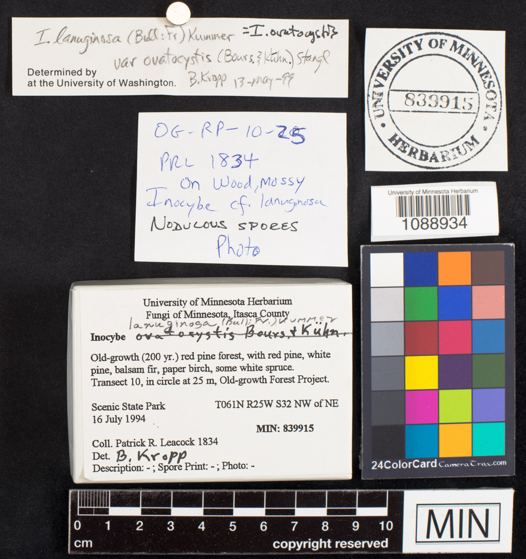 Inocybe ovatocystis image