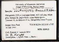 Inocybe ovatocystis image