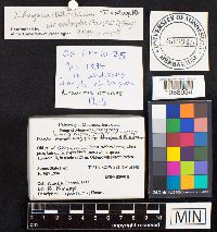 Media resource of Inocybe lanuginosa