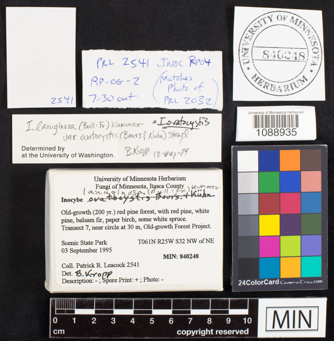 Inocybe lanuginosa image