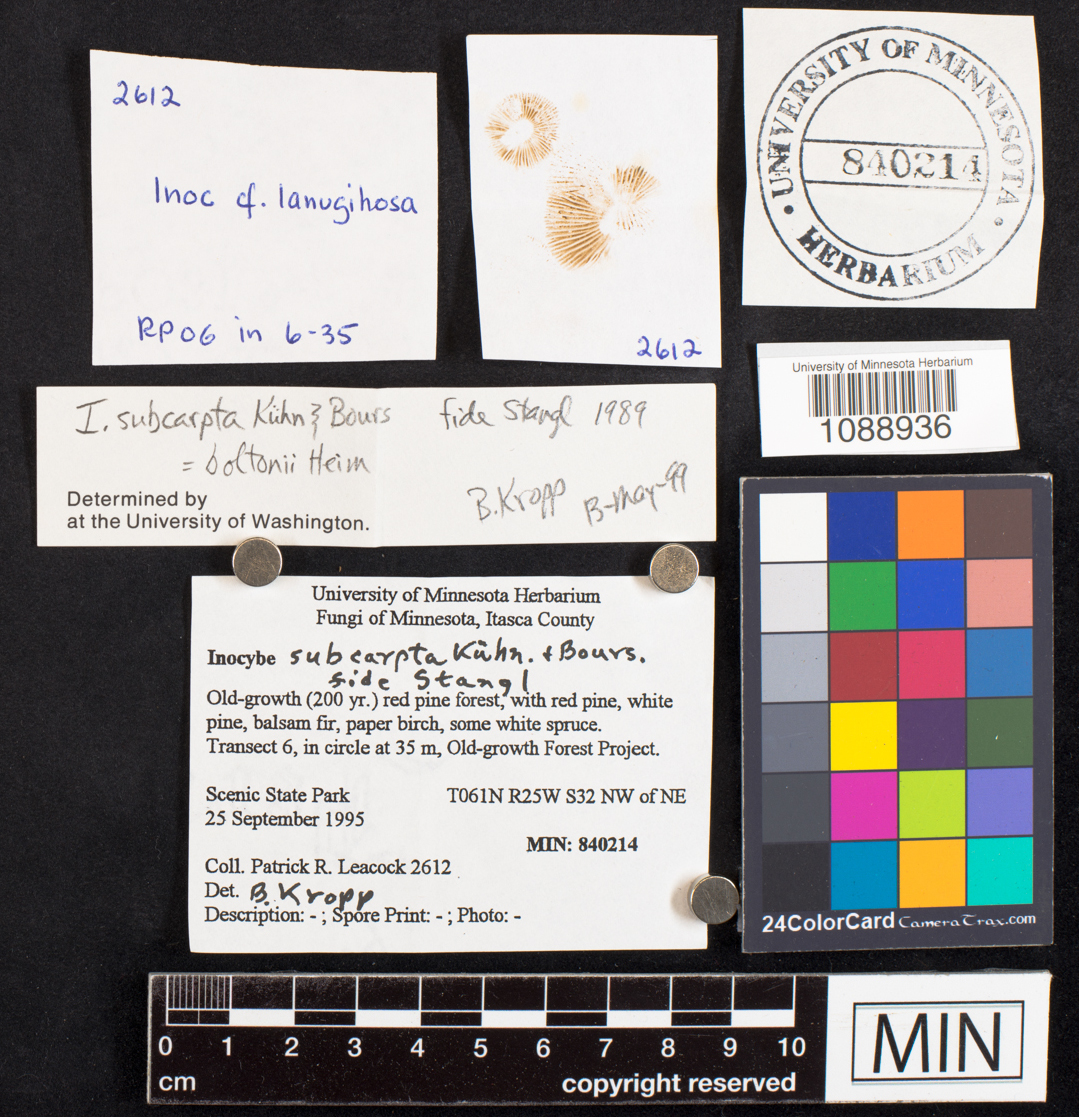 Inocybe subcarpta image