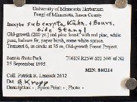 Inocybe subcarpta image