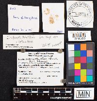 Media resource of Inocybe subcarpta