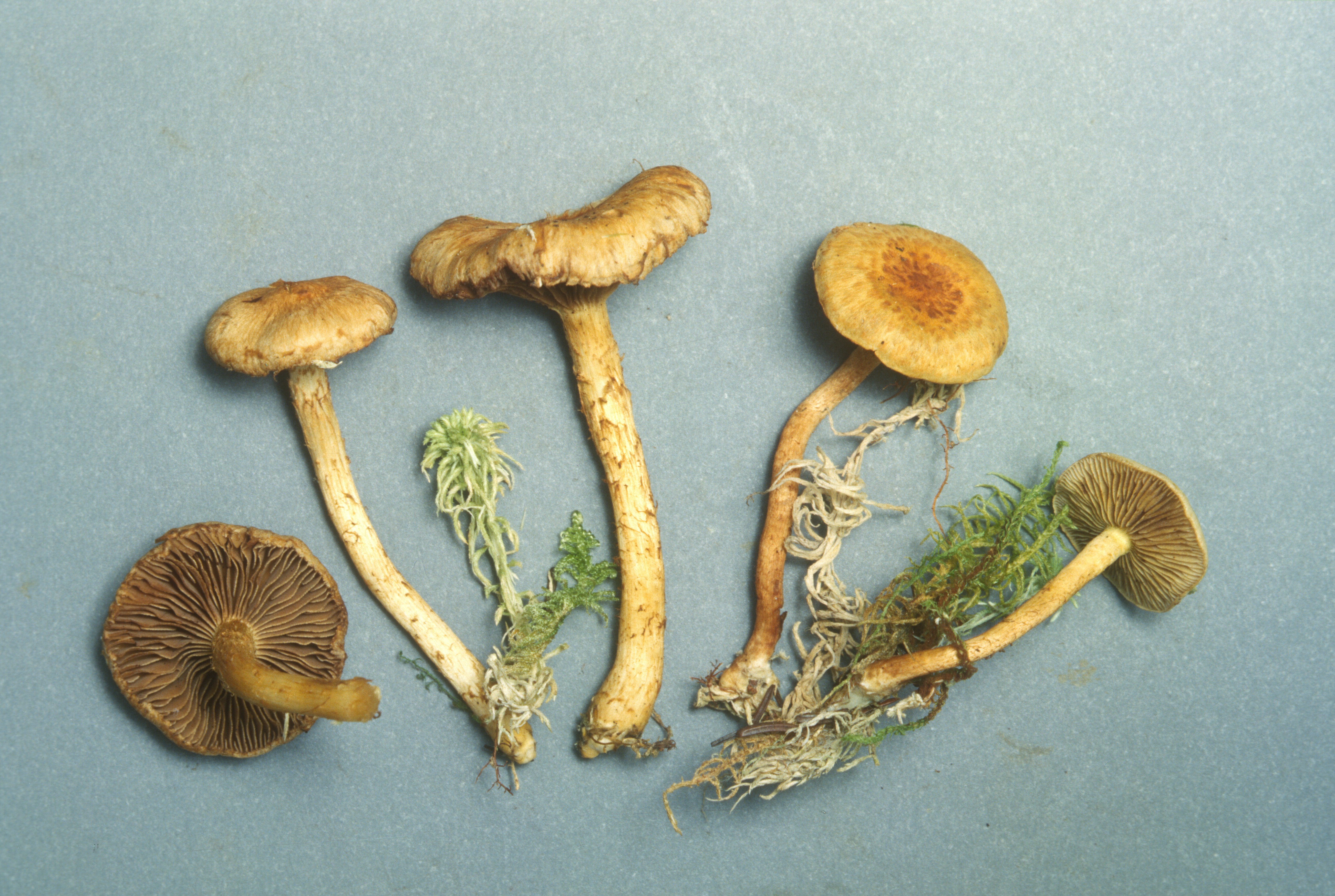 Inocybe terrigena image
