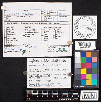 Inocybe terrigena image