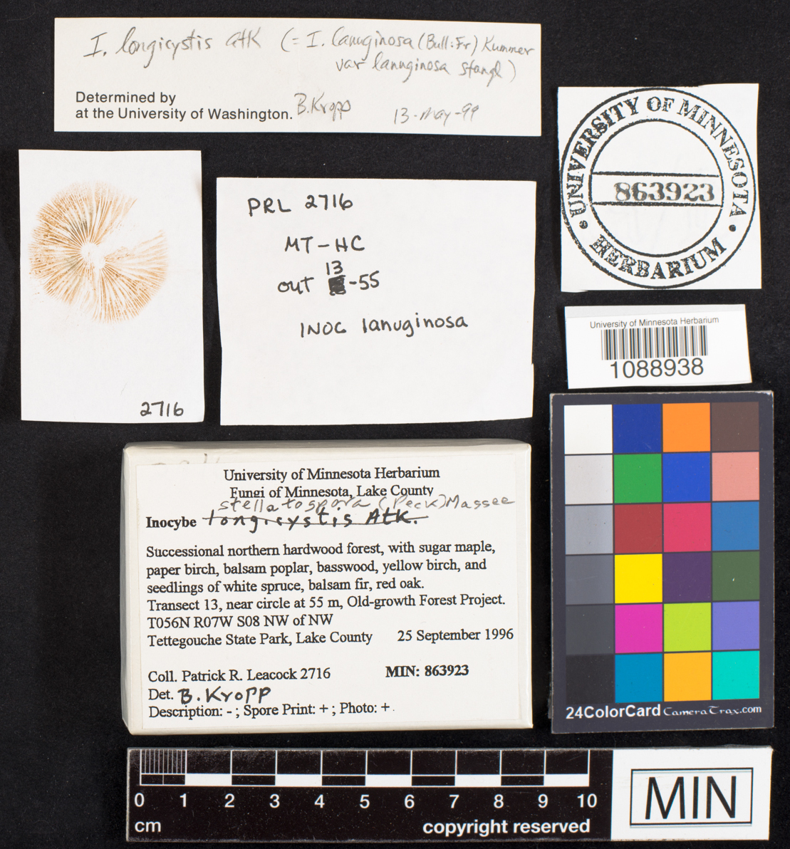 Inocybe stellatospora image