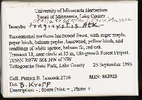 Inocybe stellatospora image