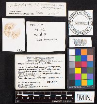 Media resource of Inocybe stellatospora