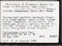 Inocybe stellatospora image