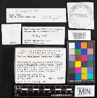 Inocybe stellatospora image