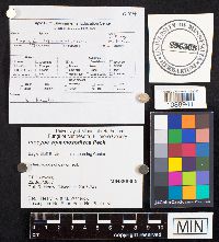 Media resource of Inocybe squamosodisca