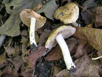 Inocybe pyriodora image
