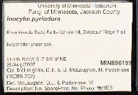 Inocybe pyriodora image