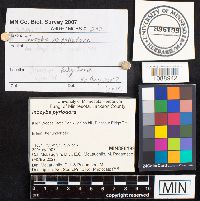 Inocybe pyriodora image