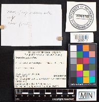 Inocybe pyriodora image