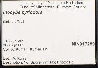 Inocybe pyriodora image
