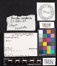 Inocybe pyriodora image