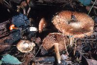 Inocybe pyriodora image