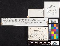 Inocybe pyriodora image