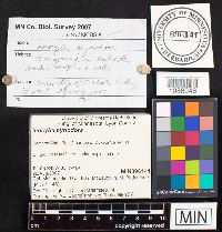 Inocybe pyriodora image