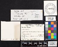 Media resource of Inocybe napipes