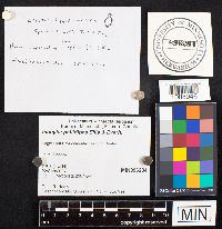 Inocybe pallidipes image